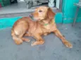 Cachorro raça SRD-ViraLata idade 3 anos nome Bob