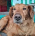 Cachorro raça SRD-ViraLata idade 3 anos nome Bob