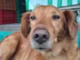 Cachorro raça SRD-ViraLata idade 3 anos nome Bob