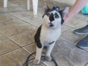 Gato raça SRD-ViraLata idade 2 a 6 meses nome Frajolinha