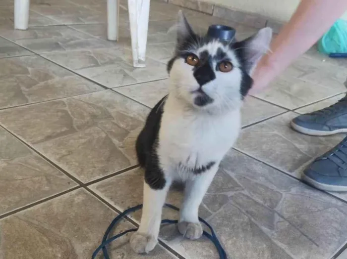 Gato ra a SRD-ViraLata idade 2 a 6 meses nome Frajolinha