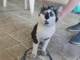 Frajolinha