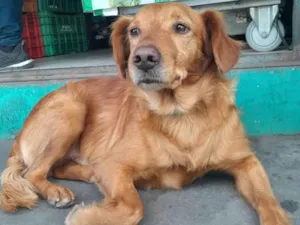 Cachorro raça SRD-ViraLata idade 3 anos nome Bob
