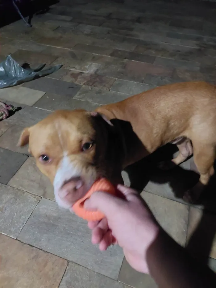 Cachorro ra a Pit-Bull idade 2 a 6 meses nome Paçoca