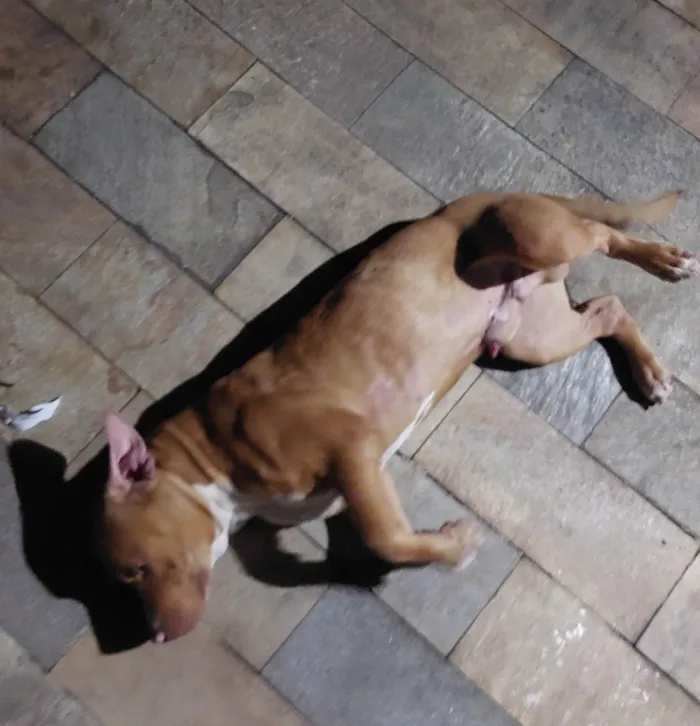 Cachorro ra a Pit-Bull idade 2 a 6 meses nome Paçoca