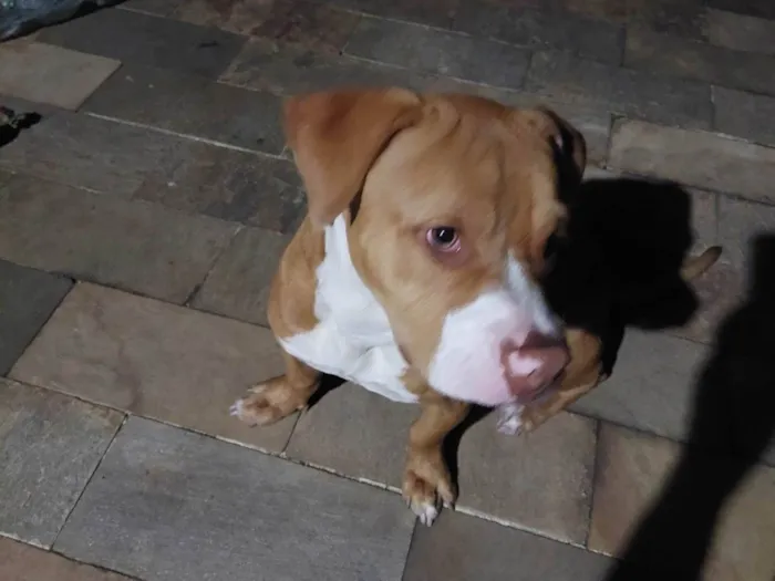 Cachorro ra a Pit-Bull idade 2 a 6 meses nome Paçoca
