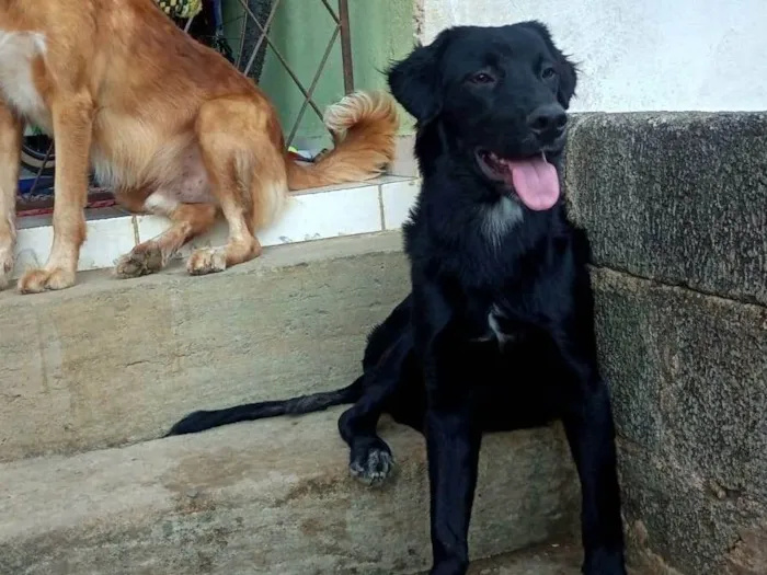 Cachorro ra a Border collie com cocker spaniel idade 7 a 11 meses nome Jeck 