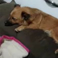 Raposa