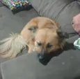 Raposa