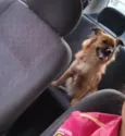 Raposa