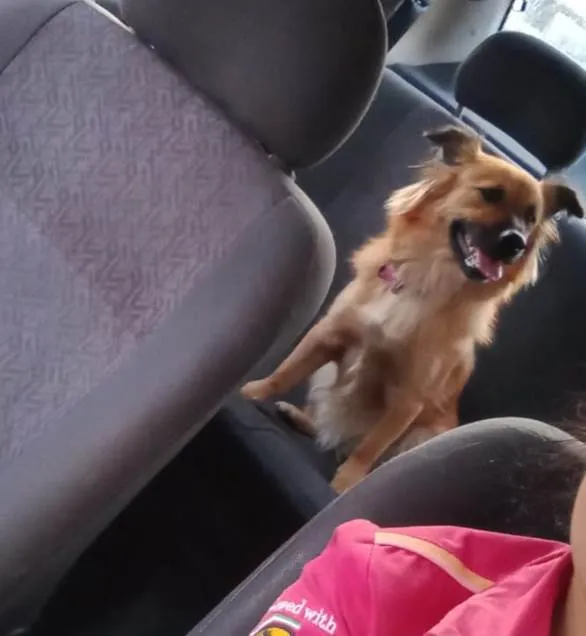 Cachorro ra a SRD idade 2 anos nome Raposa