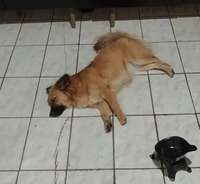 Cachorro ra a SRD idade 2 anos nome Raposa