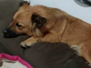 Cachorro raça SRD idade 2 anos nome Raposa