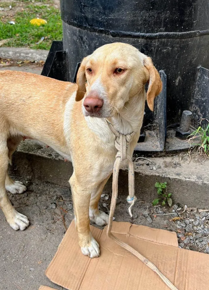 Cachorro raça SRD idade 3 anos nome Bela