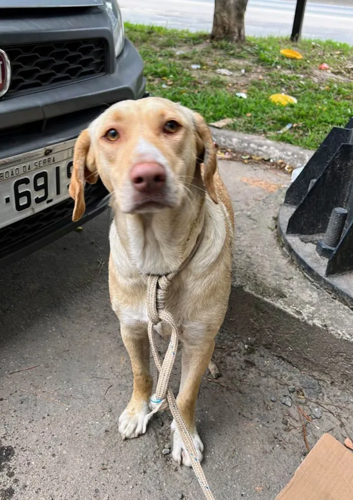 Cachorro raça SRD idade 3 anos nome Bela