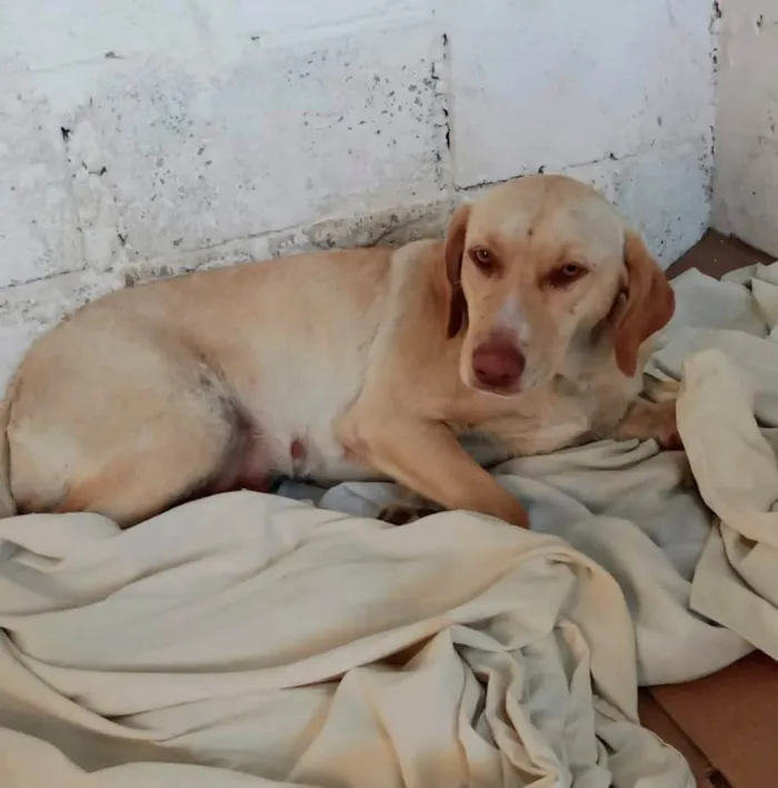 Cachorro raça SRD idade 3 anos nome Bela