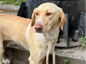Cachorro raça SRD idade 3 anos nome Bela