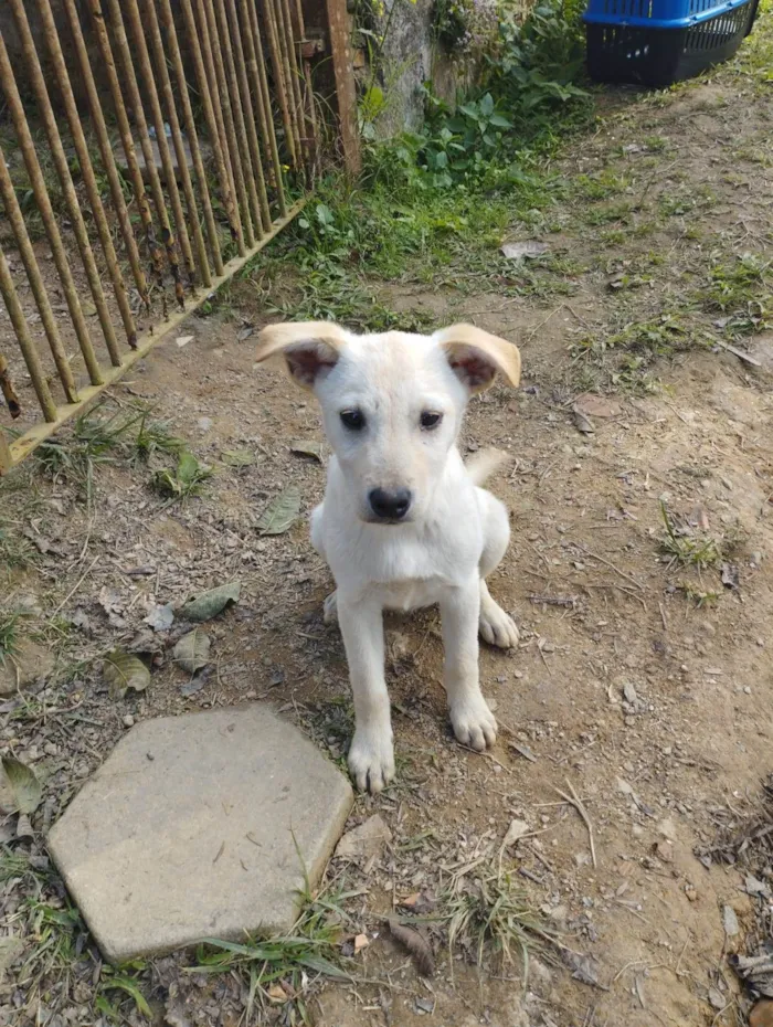 Cachorro ra a SRD-ViraLata idade 2 a 6 meses nome Irmãozinha Rose