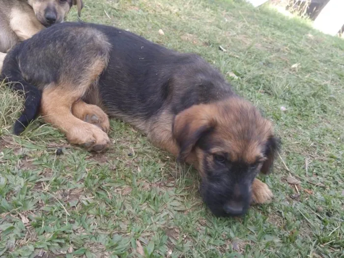 Cachorro ra a Sem raça idade 2 a 6 meses nome Bethoven