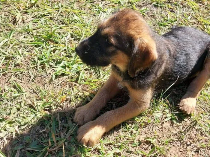 Cachorro ra a Sem raça idade 2 a 6 meses nome Bethoven