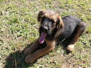 Cachorro raça Sem raça idade 2 a 6 meses nome Bethoven