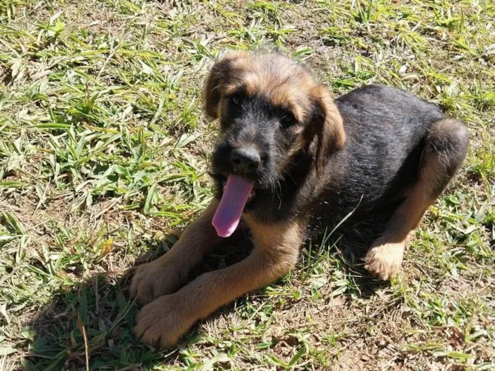 Cachorro ra a Sem raça idade 2 a 6 meses nome Bethoven