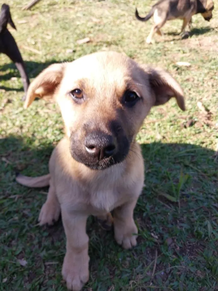 Cachorro ra a Sem raça idade 2 a 6 meses nome Máscara