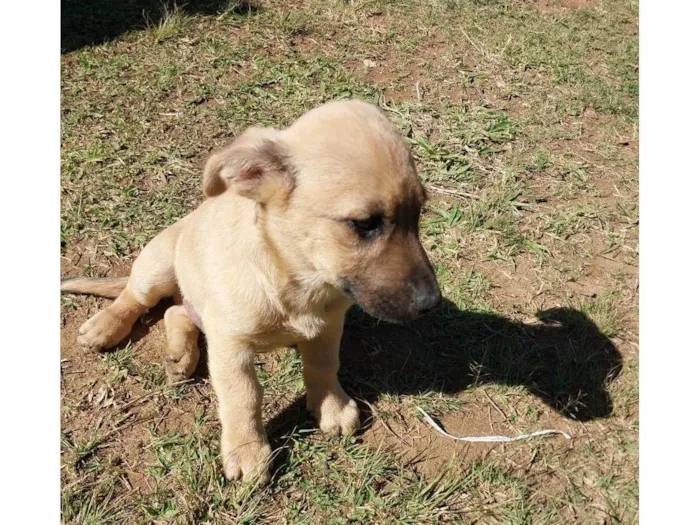 Cachorro ra a Sem raça idade 2 a 6 meses nome Máscara