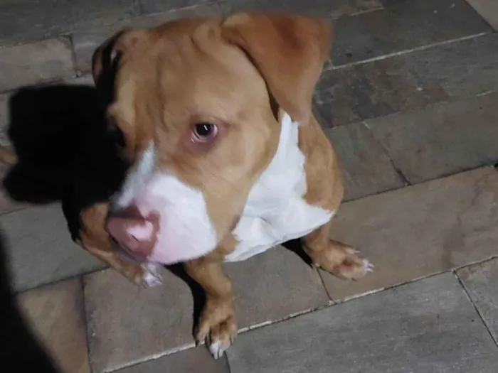 Cachorro ra a Pit-Bull idade 2 a 6 meses nome Paçoca