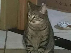 Gato raça SRD-ViraLata idade 2 a 6 meses nome GREY