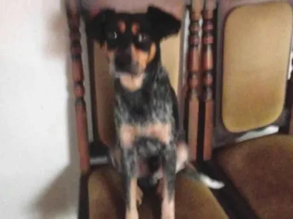 Cachorro raça SRD-ViraLata idade 3 anos nome Leao