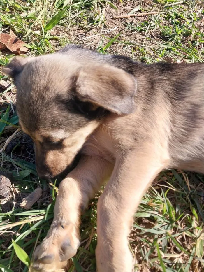 Cachorro ra a Sem raça idade 2 a 6 meses nome Jade