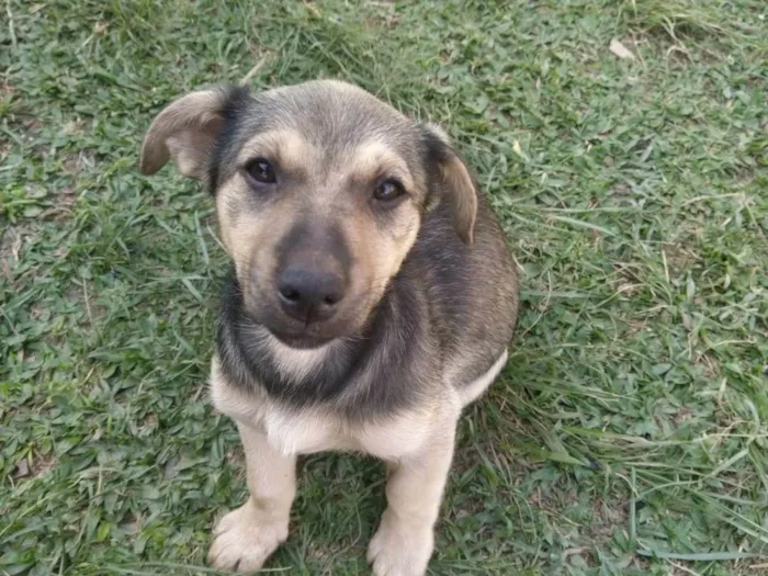 Cachorro ra a Sem raça idade 2 a 6 meses nome Jade