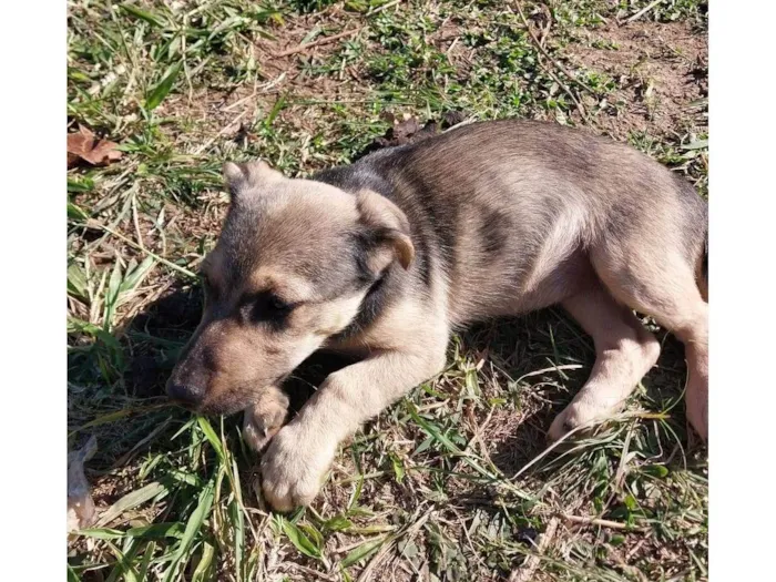 Cachorro ra a Sem raça idade 2 a 6 meses nome Jade