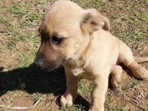 Cachorro raça Sem raça idade 2 a 6 meses nome Máscara