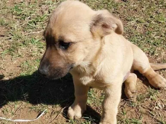 Cachorro ra a Sem raça idade 2 a 6 meses nome Máscara