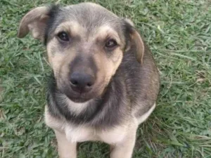 Cachorro raça Sem raça idade 2 a 6 meses nome Jade