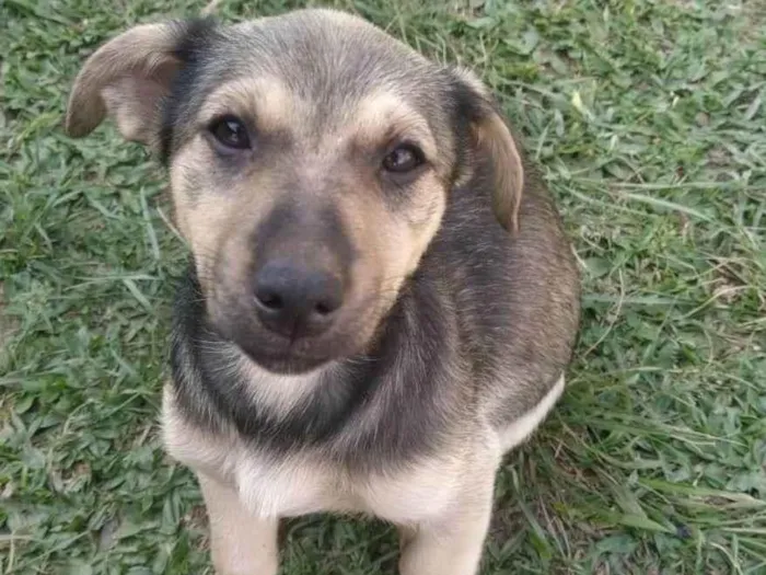 Cachorro ra a Sem raça idade 2 a 6 meses nome Jade