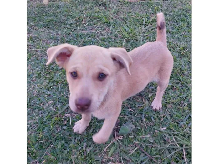 Cachorro ra a Sem raça idade 2 a 6 meses nome Cajau