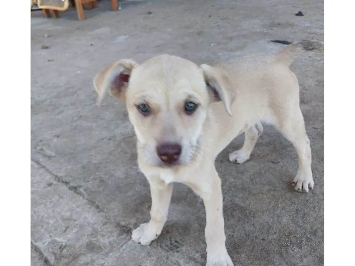 Cachorro ra a Sem raça idade 2 a 6 meses nome Cajau