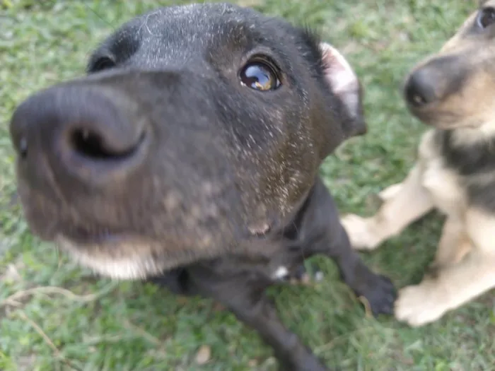 Cachorro ra a Sem raça idade 2 a 6 meses nome Mainha