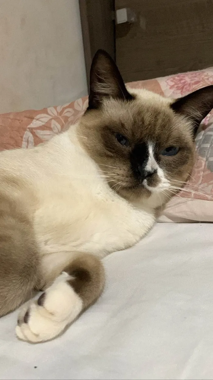 Gato ra a Siamês idade 7 a 11 meses nome Klaus 