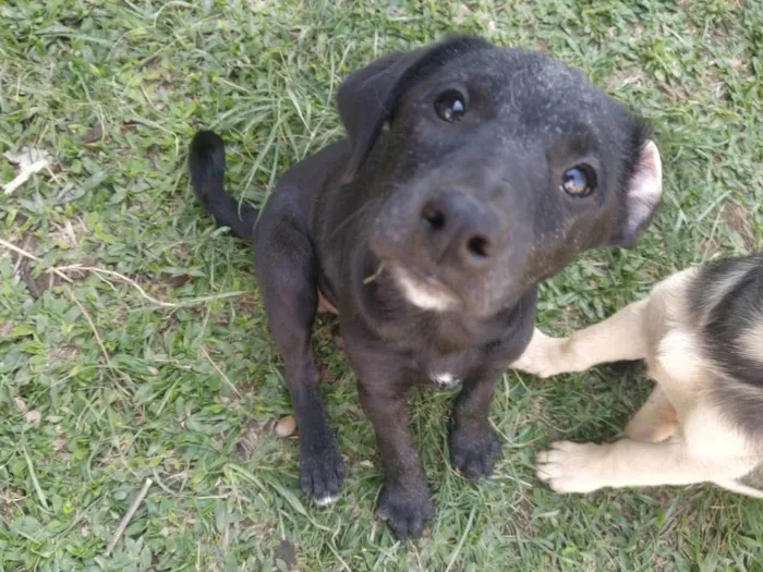 Cachorro ra a Sem raça idade 2 a 6 meses nome Mainha