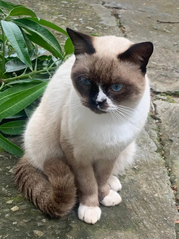 Gato ra a Siamês idade 7 a 11 meses nome Klaus 