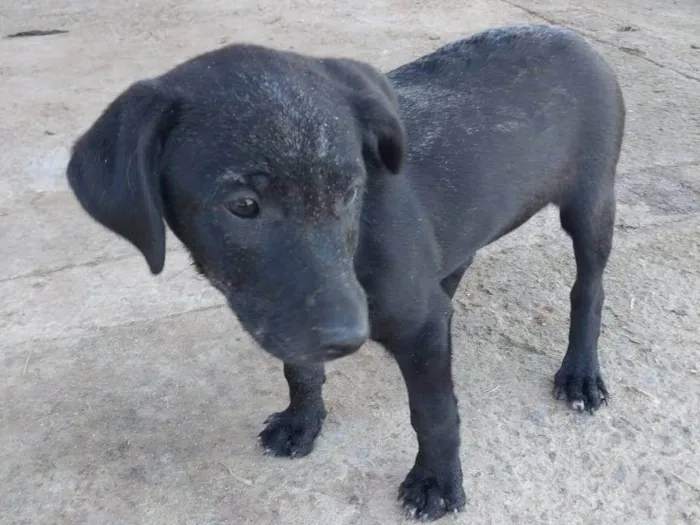 Cachorro ra a Sem raça idade 2 a 6 meses nome Mainha