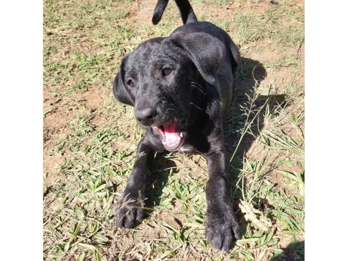 Cachorro ra a Sem raça idade 2 a 6 meses nome Mainha