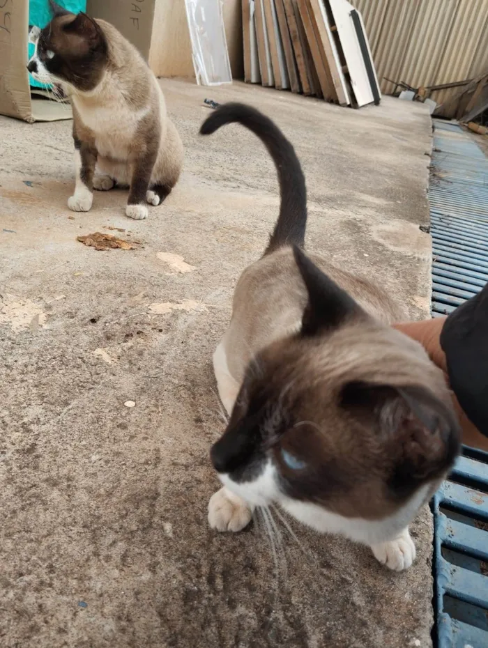 Gato ra a SRD-ViraLata idade 2 a 6 meses nome Casal castrado