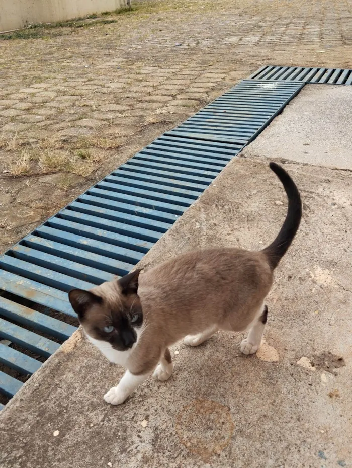 Gato ra a SRD-ViraLata idade 2 a 6 meses nome Casal castrado