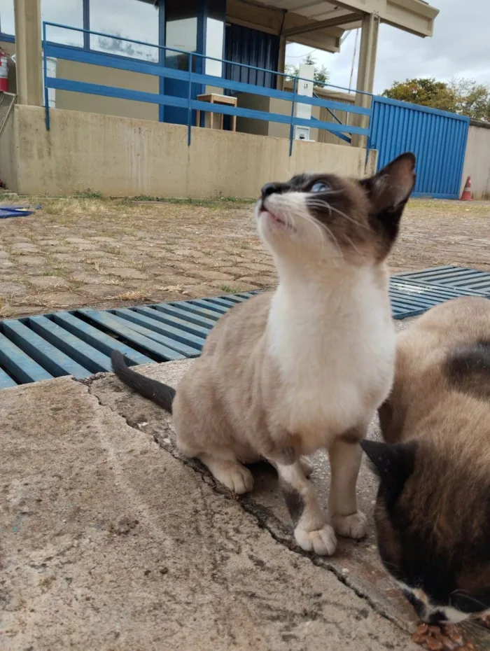 Gato ra a SRD-ViraLata idade 2 a 6 meses nome Casal castrado