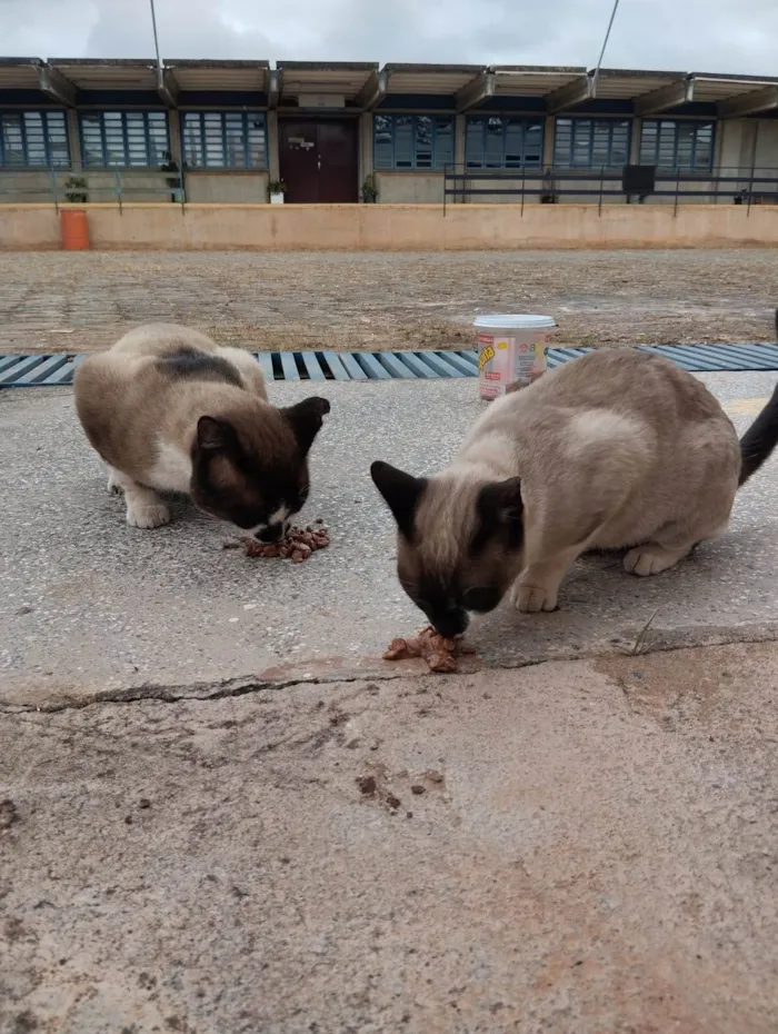 Gato ra a SRD-ViraLata idade 2 a 6 meses nome Casal castrado